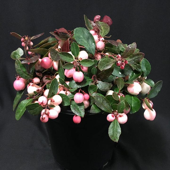 Gaultheria procumbens 'Hokutotakaji-001'  - Winter Fiesta™ Wintergreens