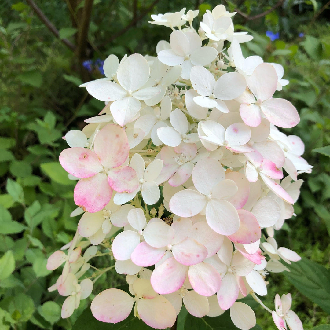 Hydrangea paniculata 'SMHPLQF'  - Little Quick Fire® Hydrangea