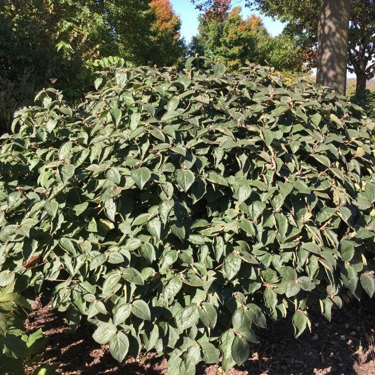 Viburnum carlesii ‘Select A’  - Spice Island™ Korean Spice Viburnum