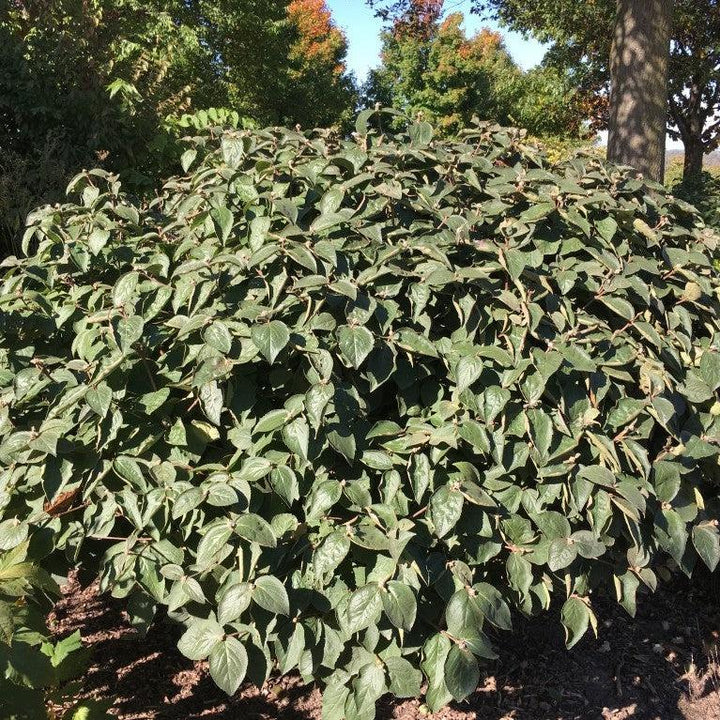 Viburnum carlesii ‘Select A’  - Spice Island™ Korean Spice Viburnum