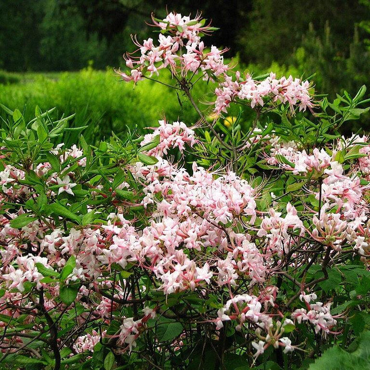 Rhododendron periclymenoides  - Pinxterbloom Azalea