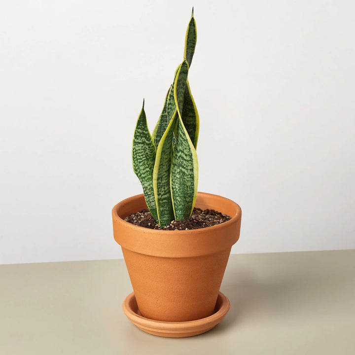 Snake Plant Laurentii