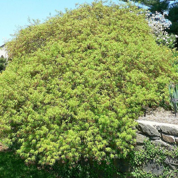 Acer palmatum var. dissectum 'Waterfall'  - Waterfall Japanese Maple
