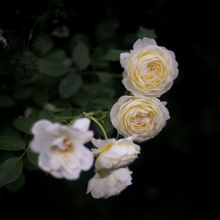 Rosa 'Ausprior'  - Claire Austin Rose