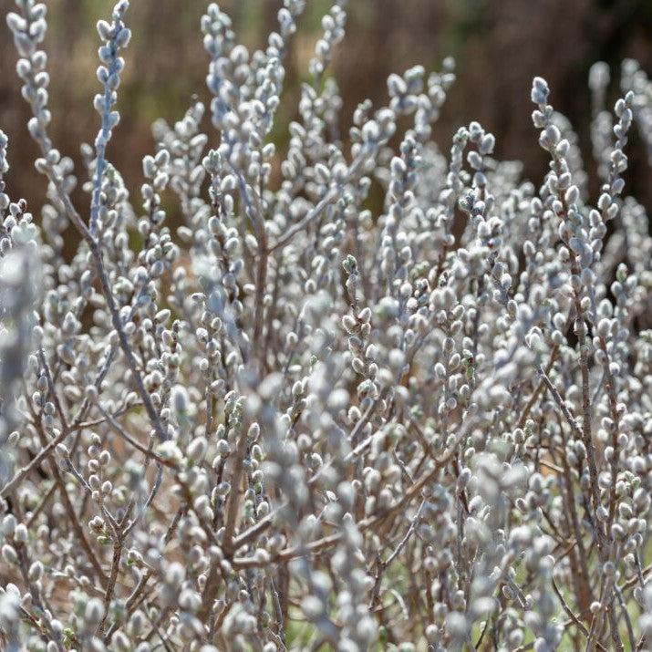 Salix candida 'Jefberg'  - First Editions® Iceberg Alley® Sageleaf Willow