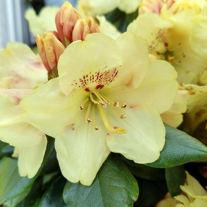 Rhododendron yakushimanum Miyama 'Gold Prinz'  - Gold Prinz Rhododendron