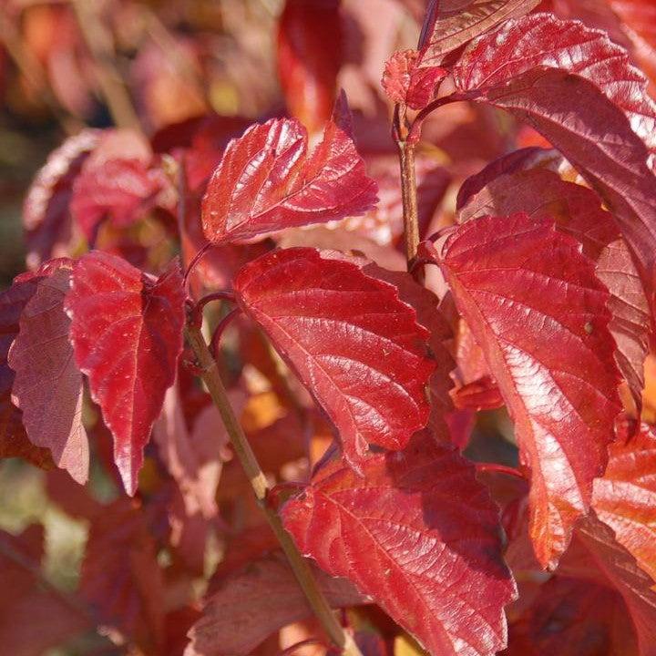 Viburnum dentatum 'J.N. Select'  - Red Feather® Arrowwood