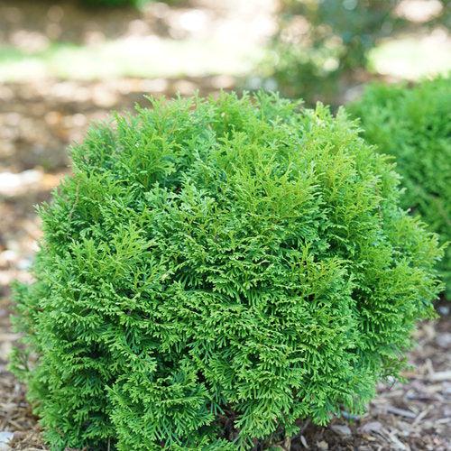 Thuja occidentalis 'SMNTOBAB'  - Tater Tot® Arborvitae