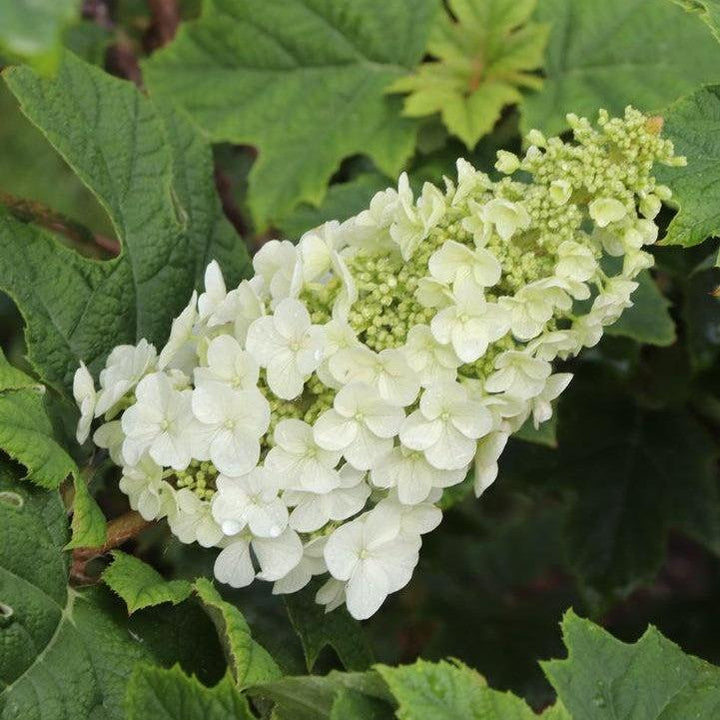 Hydrangea quercifolia 'NCHQ1'  - PW® Gatsby Glow Ball® Hydrangea