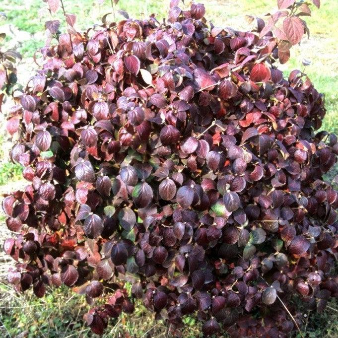 Viburnum carlesii ‘Select A’  - Spice Island™ Korean Spice Viburnum