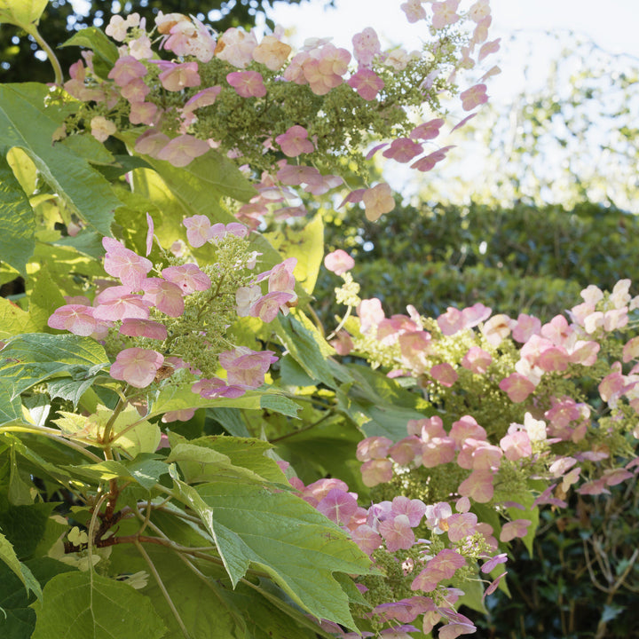 Hydrangea quercifolia 'Piihq-i'  - First Editions® Jetstream Oakleaf Hydrangea