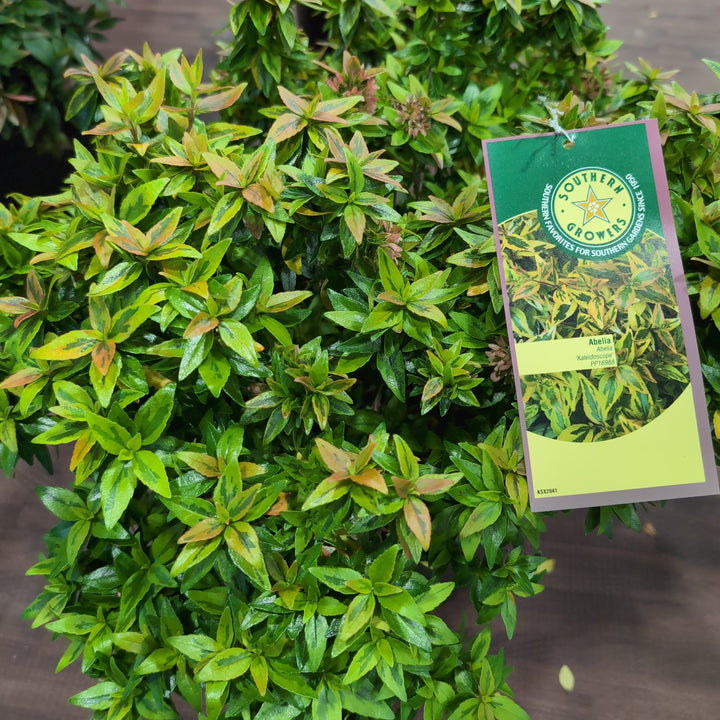 Abelia x grandiflora 'Kaleidoscope'  - Kaleidoscope Abelia