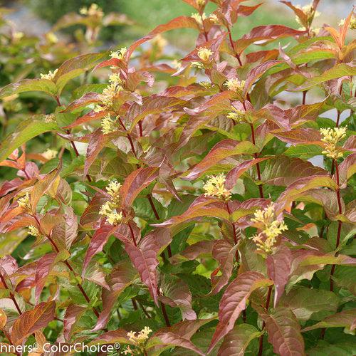 Diervilla 'G2X88544'  - Kodiak® Orange Honeysuckle