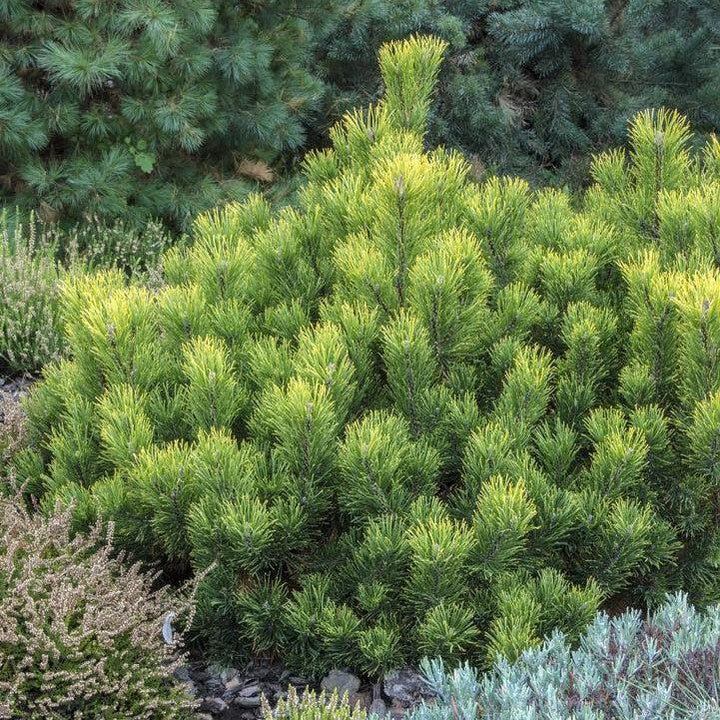 Pinus mugo var. mughus 'Enci'  - Enci Dwarf Mugo Pine