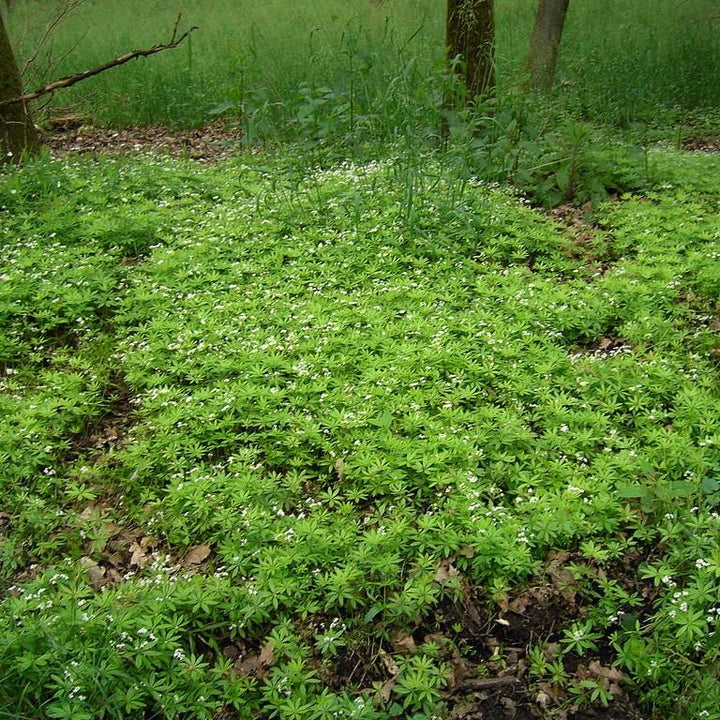 Sweet Woodruff