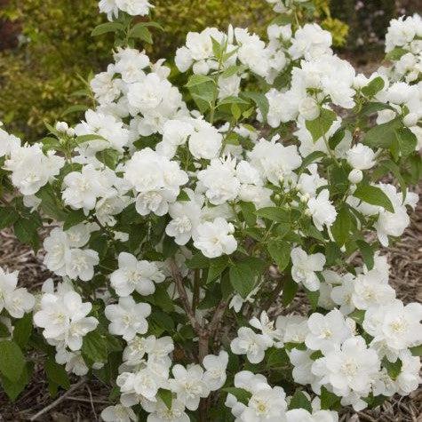 Philadelphus 'Snow White Fantasy'  - First Editions® Snow White™ Mockorange