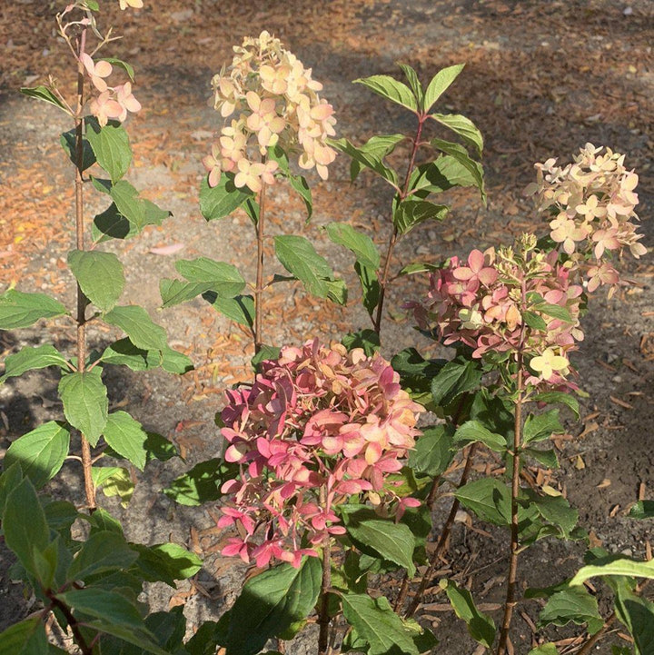 Hydrangea paniculata 'SMNHPPH'  - Proven Winners® Limelight Prime® Hydrangea
