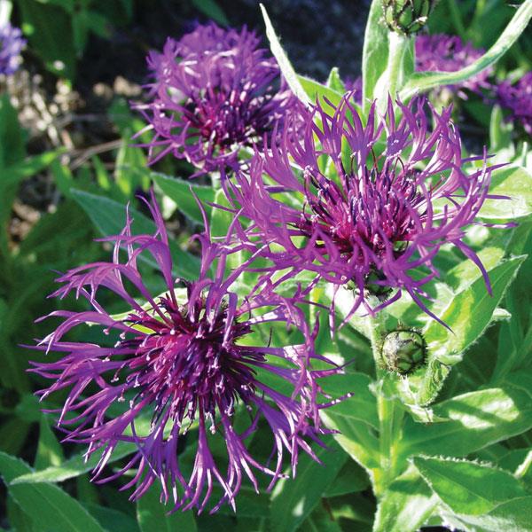 Centaurea montana 'Amethyst Dream' - ntaurea montana 'Amethyst Dream'~ Amethyst Dream Bachelor Button