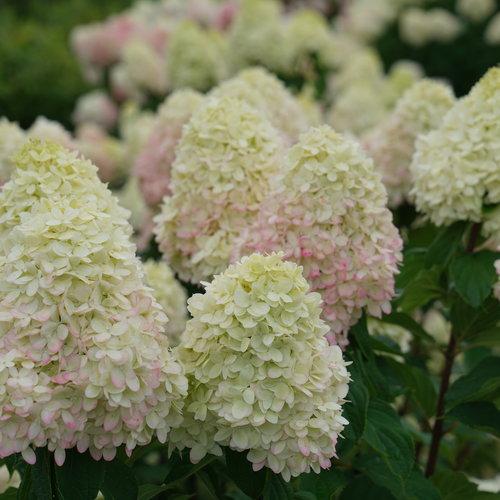 Hydrangea paniculata 'SMNHPPH'  - Proven Winners® Limelight Prime® Hydrangea