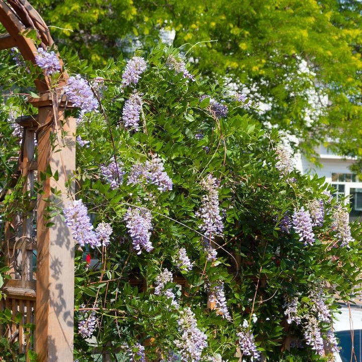 Wisteria macrostachys 'Betty Mathews'  - First Editions® Summer Cascade™ Wisteria