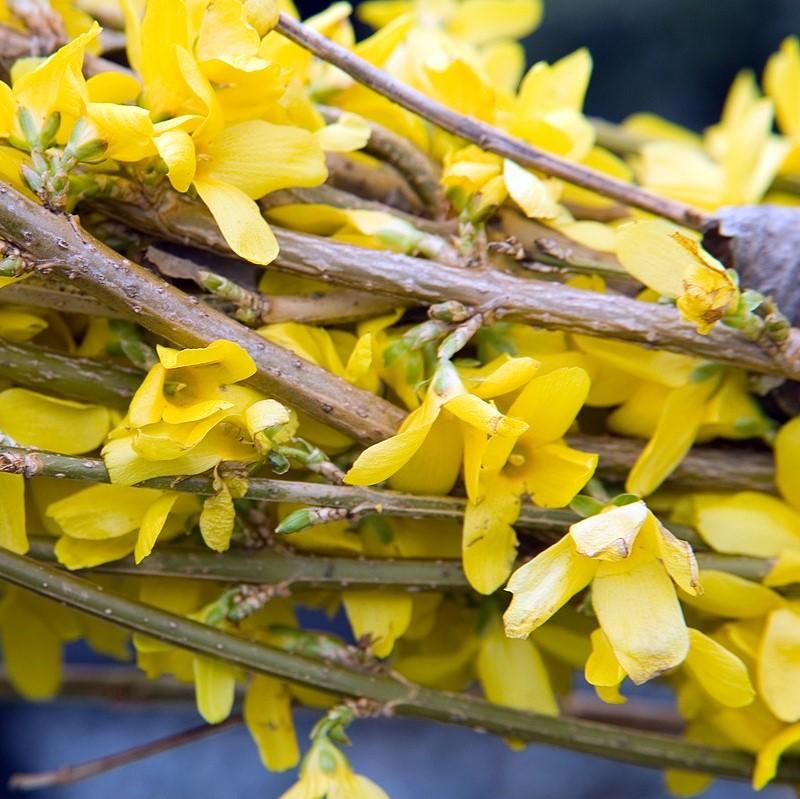 Forsythia x intermedia 'Lynwood Gold'  - Lynwood Gold Forsythia