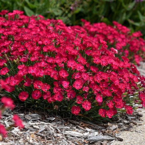 Dianthus 'Paint the Town Red'  - Paint the Town Red Dianthus