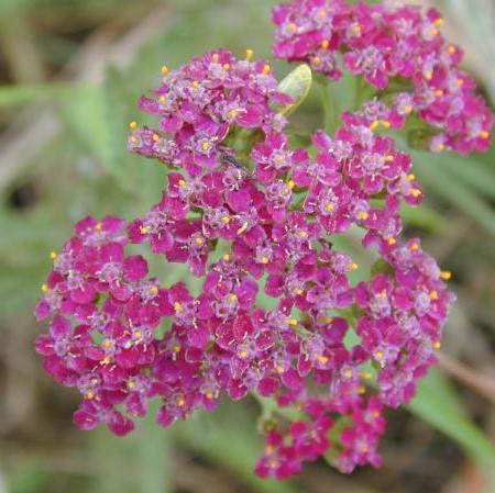 Achillea millefolium 'FLORACHRO1'  - Milly Rock™ Rose Yarrow