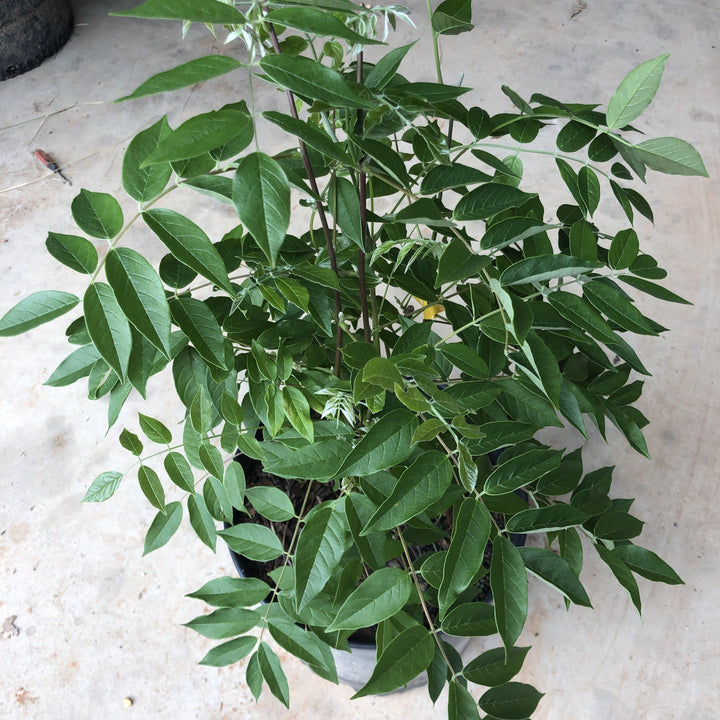 Wisteria frutescens 'Amethyst Falls'  - Amethyst Falls Wisteria