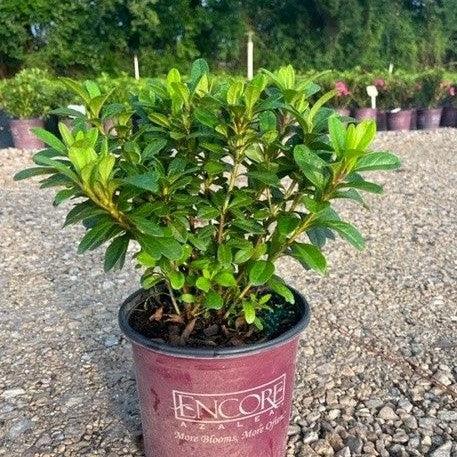 Rhododendron ‘Robleze’  - Encore® Autumn Starburst™ Azalea