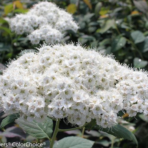 Spiraea x 'SMSMBK'  - Double Play® Blue Kazoo Spirea