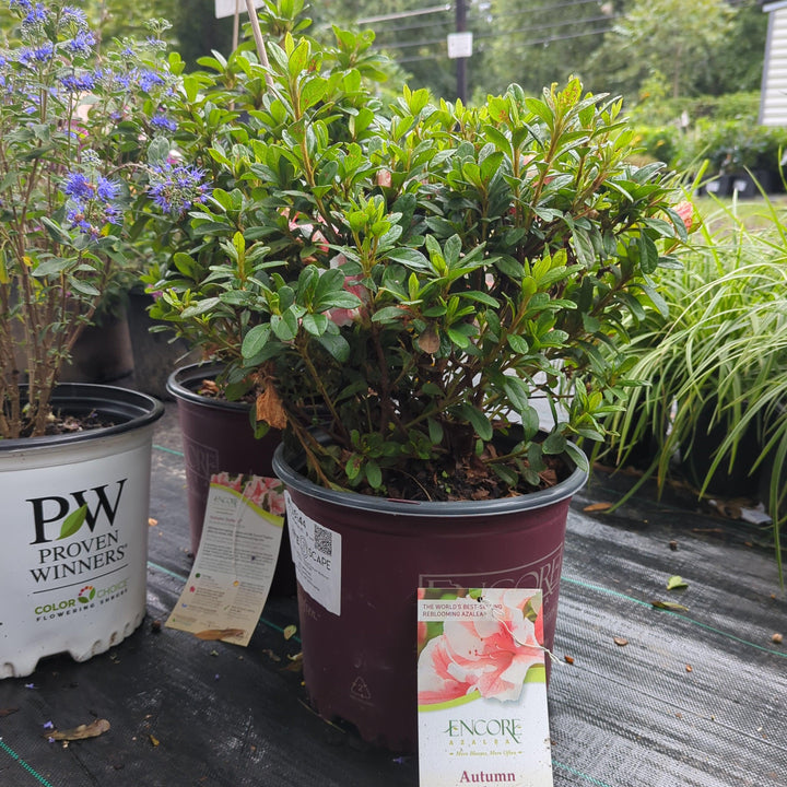 Rhododendron ‘Robleze’  - Encore® Autumn Starburst™ Azalea