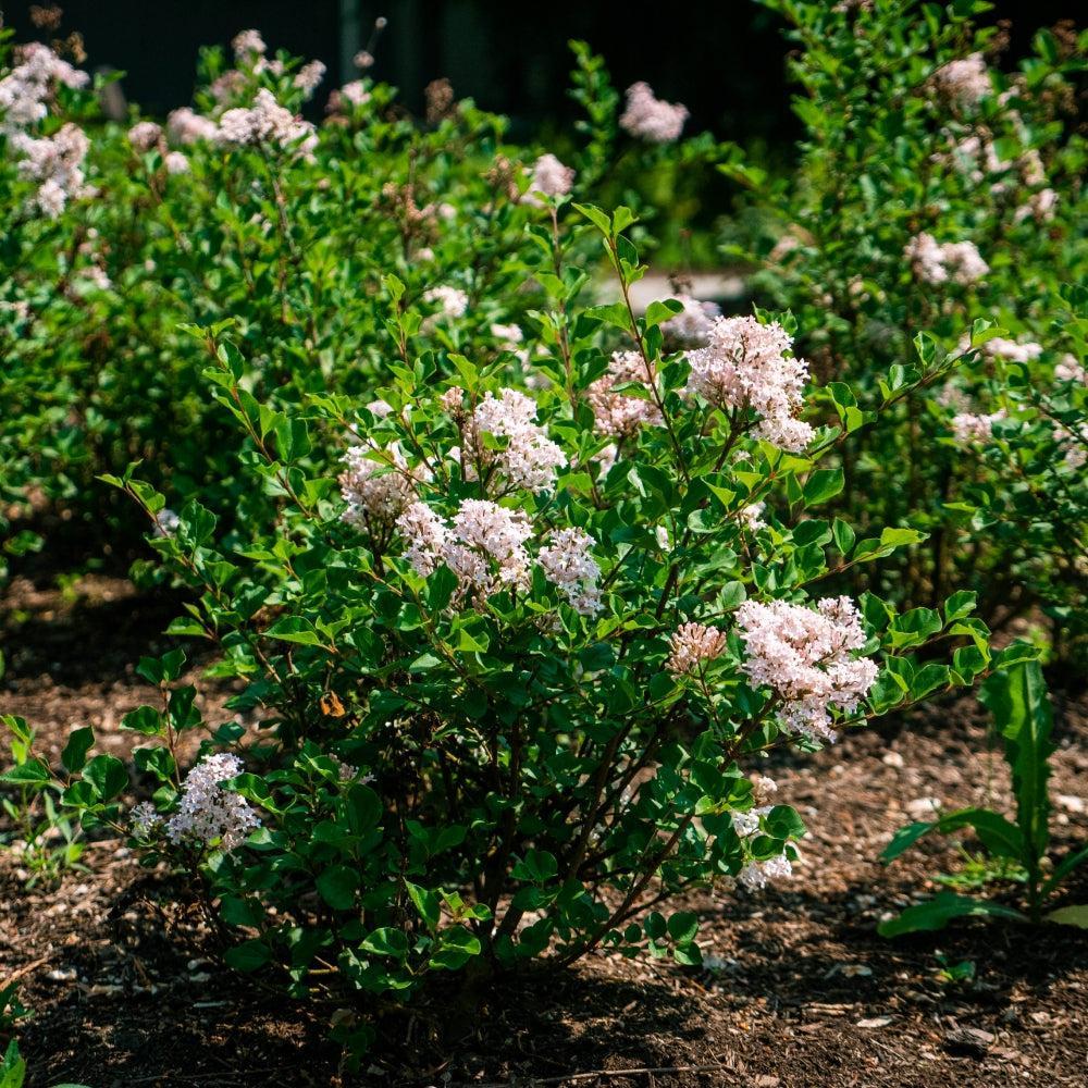 Syringa meyeri 'JDB123WHITEHOUSE'  - Bloomin' Easy® Pearl Potion™ Korean Lilac