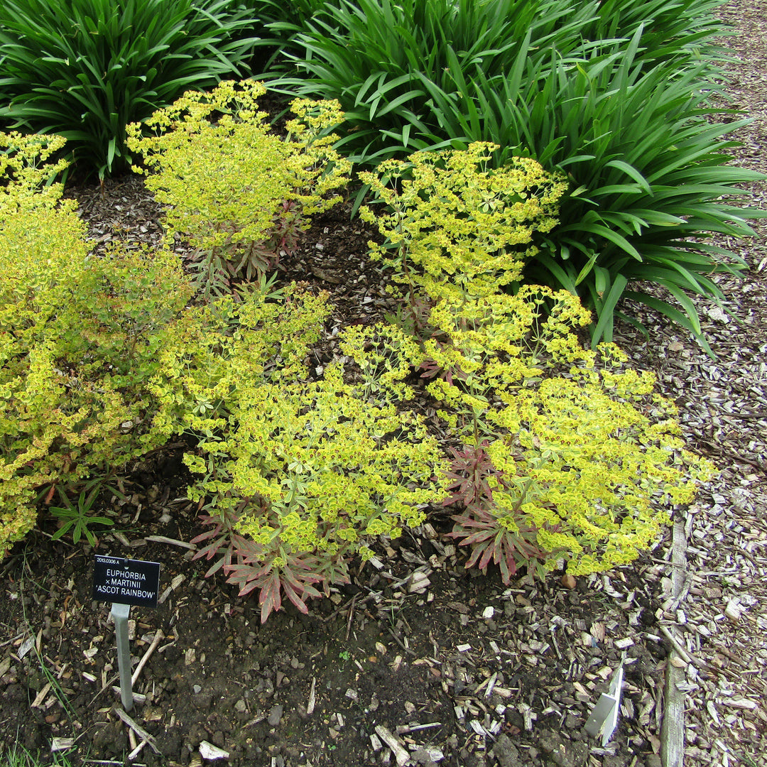 Euphorbia x martinii 'Ascot Rainbow'  - Ascot Rainbow Spurge