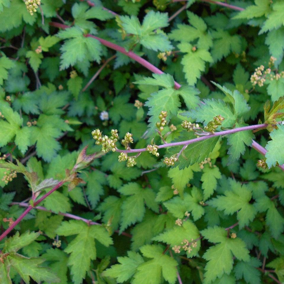 Stephanandra incisa 'Crispa'  - Crispa Cutleaf Stephanandra