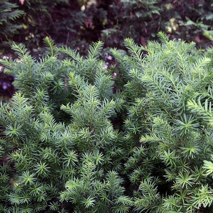 Taxus × media 'Hicksii'  - Hick's Yew