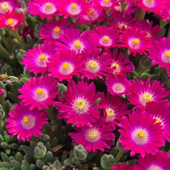 Delosperma cooperi 'DSAM13-1'  - Jewel of Desert® Amethyst Ice Plant