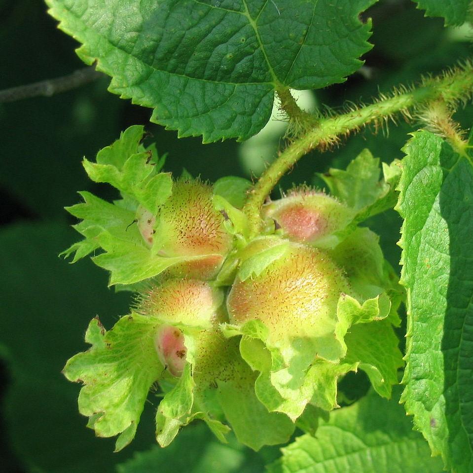 Corylus americana  - Hazelnut, American Filbert