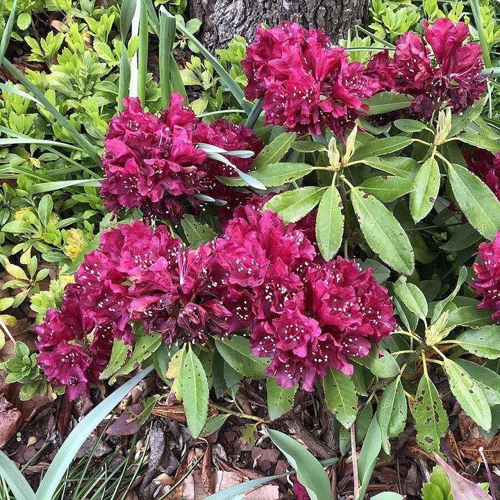 Rhododendron x 'Dark Lord'  - Dark Lord Azalea