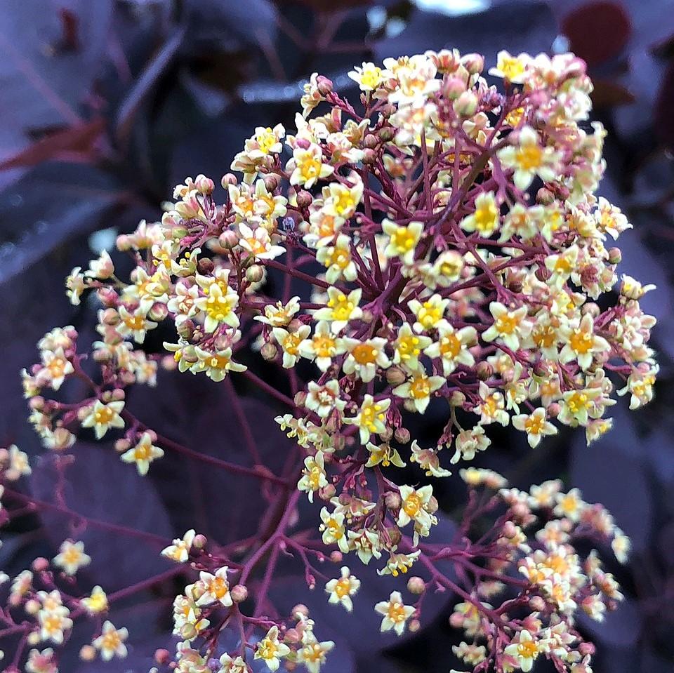 Cotinus coggygria 'Royal Purple'  - Royal Purple Smoke Tree