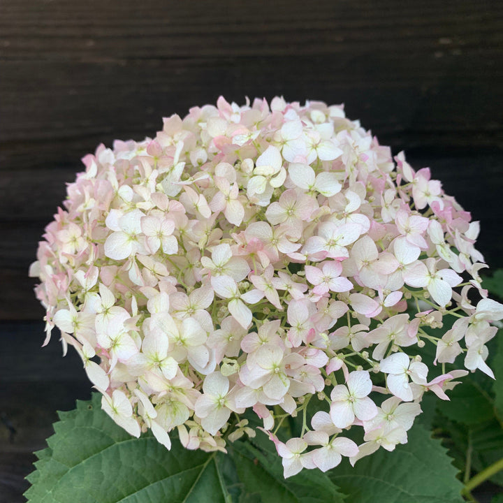 Hydrangea arborescens 'NCHA5'  - Invincibelle® Wee White Smooth Hydrangea