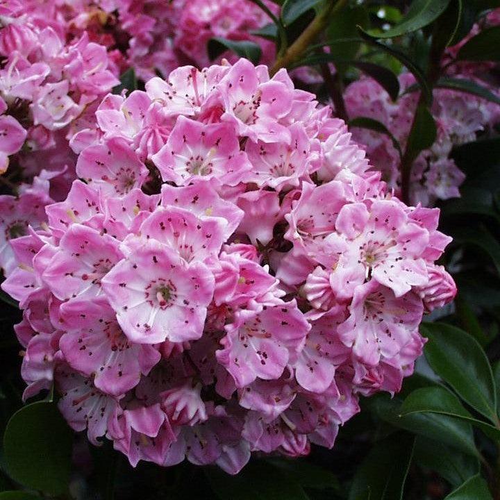 Kalmia latifolia 'Pink Globe'  - Pink Globe Mountain Laurel
