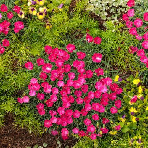 Dianthus 'Paint the Town Magenta'  - Paint the Town Magenta Dianthus