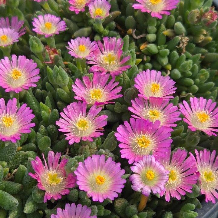 Delosperma cooperi 'Rose Quartz'  - Jewel of Desert® Rose Quartz Ice Plant