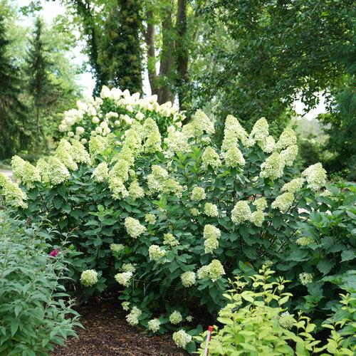 Hydrangea paniculata 'SMNHPPH'  - Proven Winners® Limelight Prime® Hydrangea