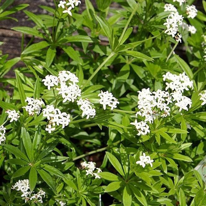 Sweet Woodruff