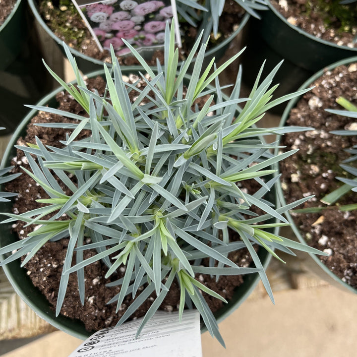 Dianthus 'Appleblossom Burst'  - Pretty Poppers™ Appleblossom Burst Dianthus