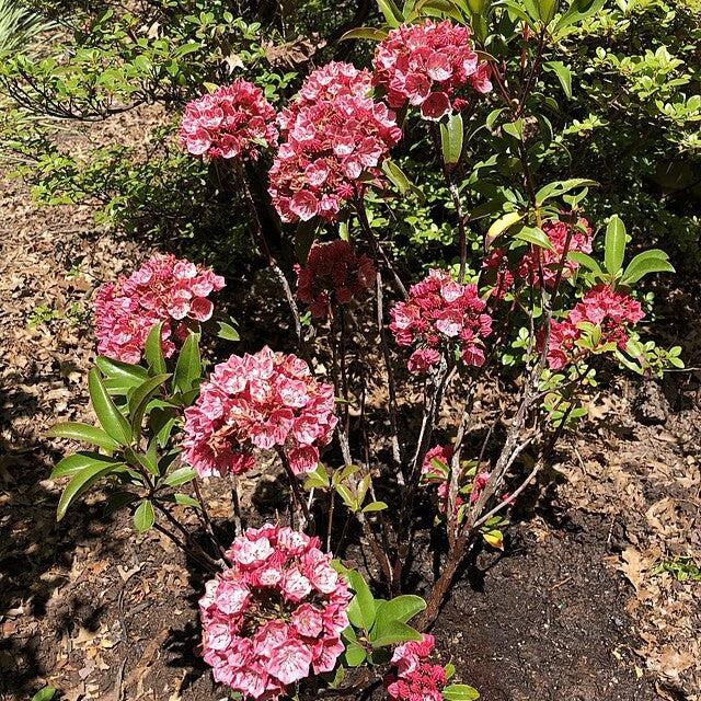 Kalmia latifolia 'Raspberry Glow'  - Raspberry Glow Mountain Laurel