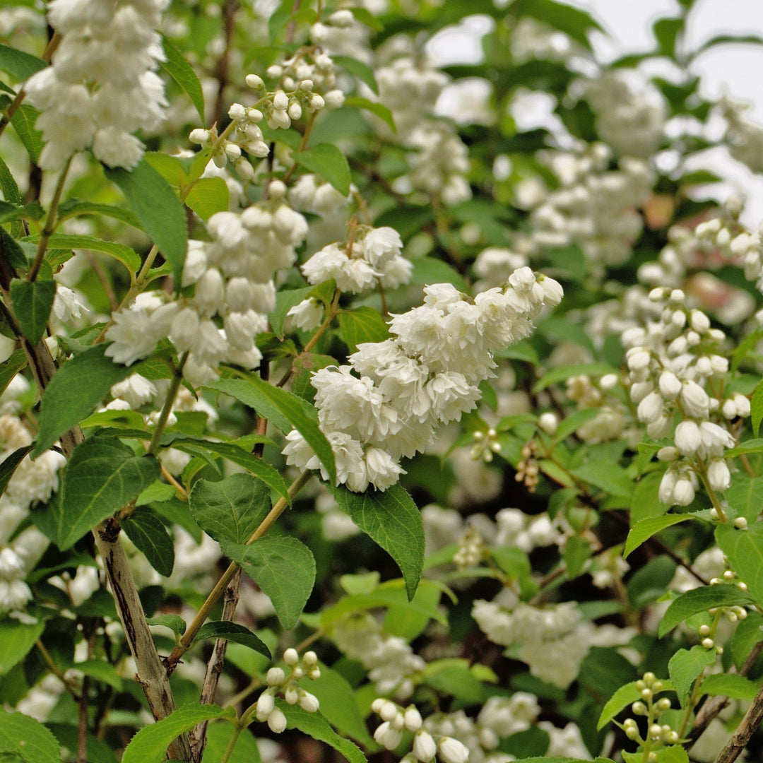 Yuki Snowflake® Deutzia