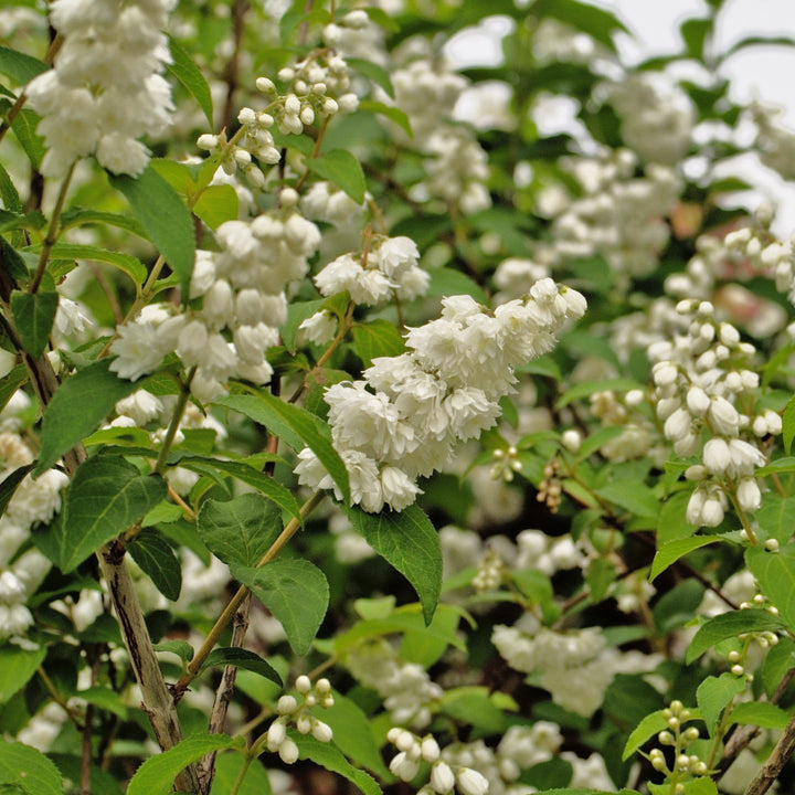 Yuki Snowflake® Deutzia