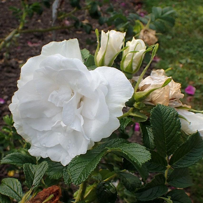 Rosa 'Blanc Double De Coubert'  - Blanc Double De Coubert Rose